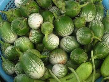 Green & White Eggplant Seeds for Planting