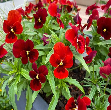 Red Pansy Flower - Heirloom, Non - Gmo Seeds