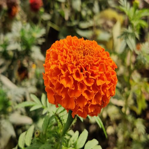 Orange Marigold Flower - Heirloom, Non - Gmo Seeds