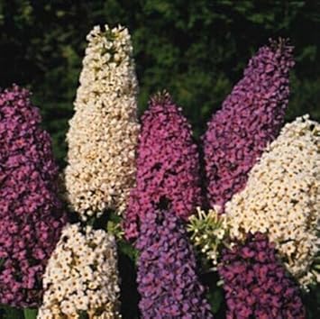 Mix Buddleia Flower Seeds for Planting, NON GMO Seeds