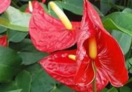 Green Homalomena Plant Seeds for Planting - NON GMO Seeds Dhara Seeds