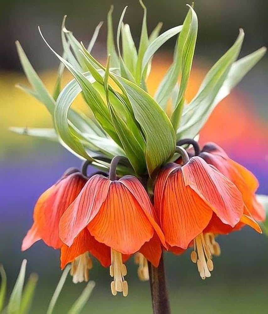 Fritillaria Rubra Crown Imperial Bulbs