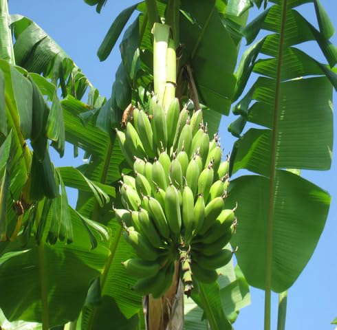 Green Banana Tree - Heirloom, Non - Gmo Seeds