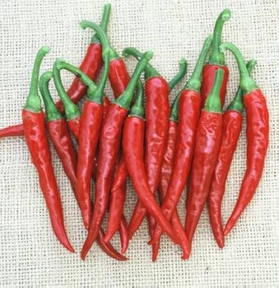 Long Red Cayenne Pepper Seeds pcs Capsicum annuum for Planting