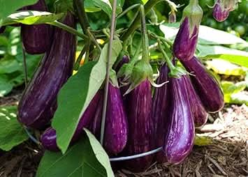 Purple Eggplant Seeds for Planting