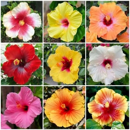 Hibiscus Flower - Heirloom, Non - Gmo Seeds