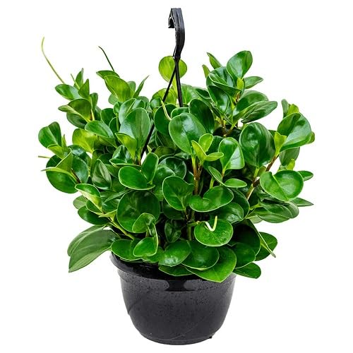 Green Peperomia Obtusifolia