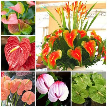 Mixed Anthurium Flower - Heirloom, Non - Gmo Seeds