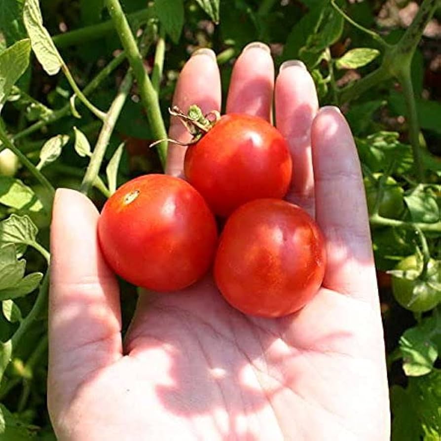 Kitchen Minis Siam Edible Potted Tomato Seeds | Small-Space Mini Red Tomatoes – Heirloom, Non-GMO, High Germination Organic Garden Seeds
