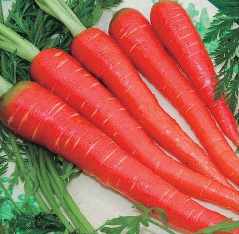 Red Carrot - Heirloom, Non - Gmo Seeds