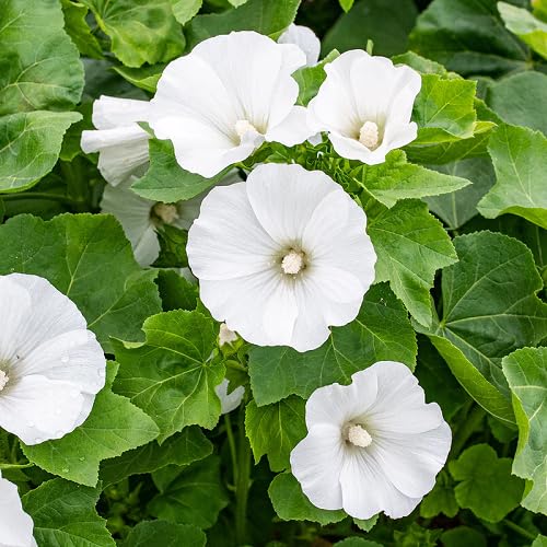 White Lavatera Flower - Heirloom, Non - Gmo Seeds