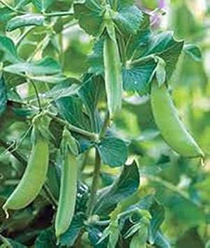 Heirloom Vegetable Seeds for Planting