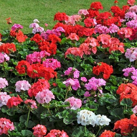 Mixed Geranium Flower - Heirloom, Non - Gmo Seeds
