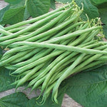 Tenderette Green Bean (Phaseolus vulgaris) seeds for planting in home garden