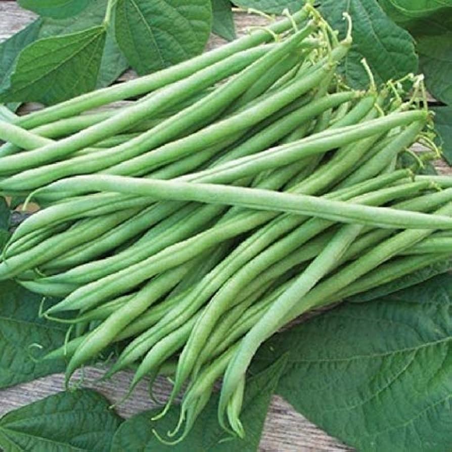 Tenderette Green Bean (Phaseolus vulgaris) seeds for planting in home garden
