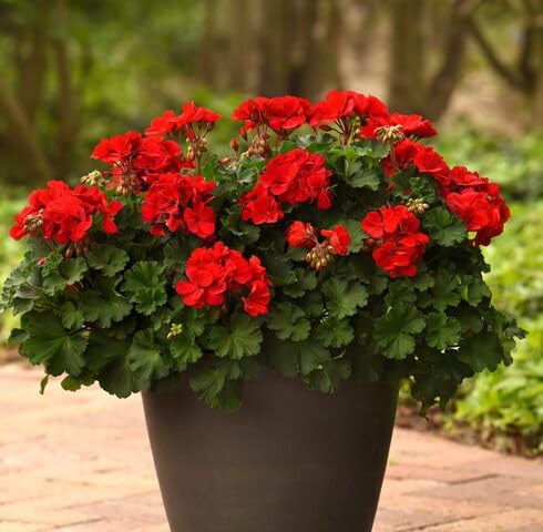 Red Geranium Flower - Heirloom, Non - Gmo Seeds