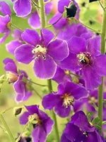 Purple Mullein Flower Seeds for Planting - NON GMO Seeds Dhara Seeds