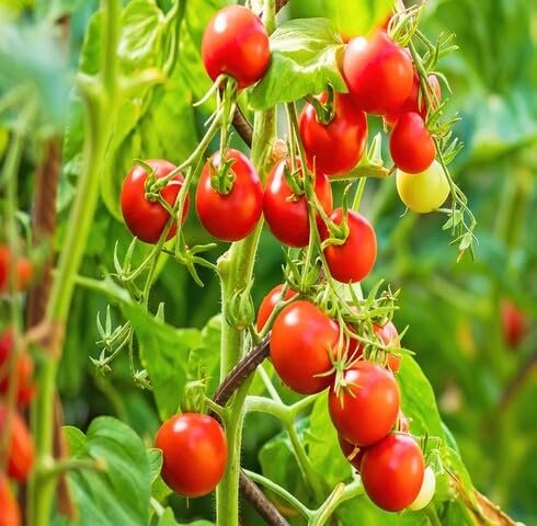 Red Tomato