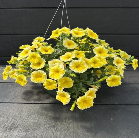 Yellow Hanging Petunia Flower - Heirloom, Non - Gmo Seeds