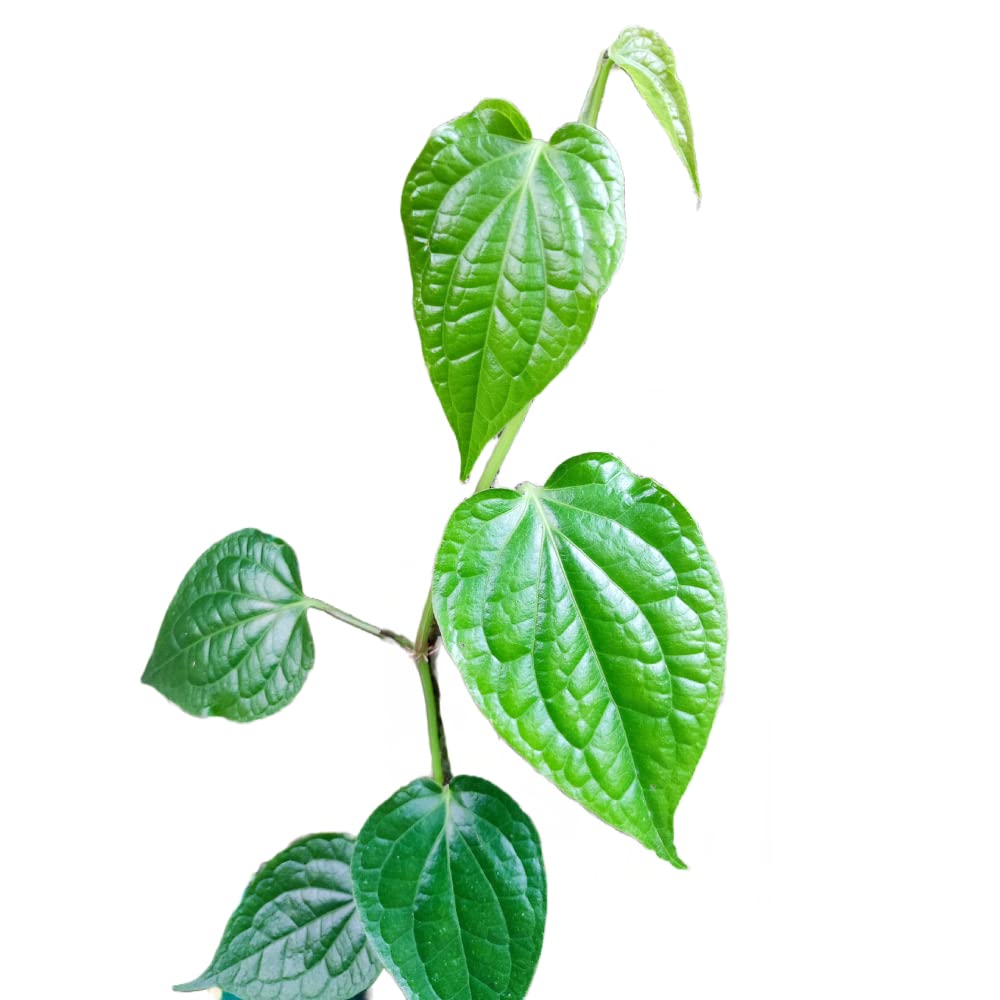 Green Piper Nigrum (Black Pepper) Plant Seeds for Gardening heirloom & Non-GMO Seeds – Fresh Herb for Your Garden