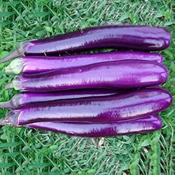 Eggplant Seeds for Planting, Purple
