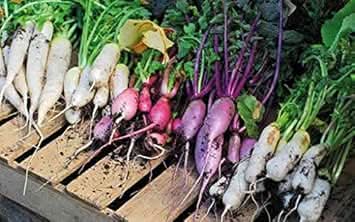 Radish Seeds for Planting Multi-Colour