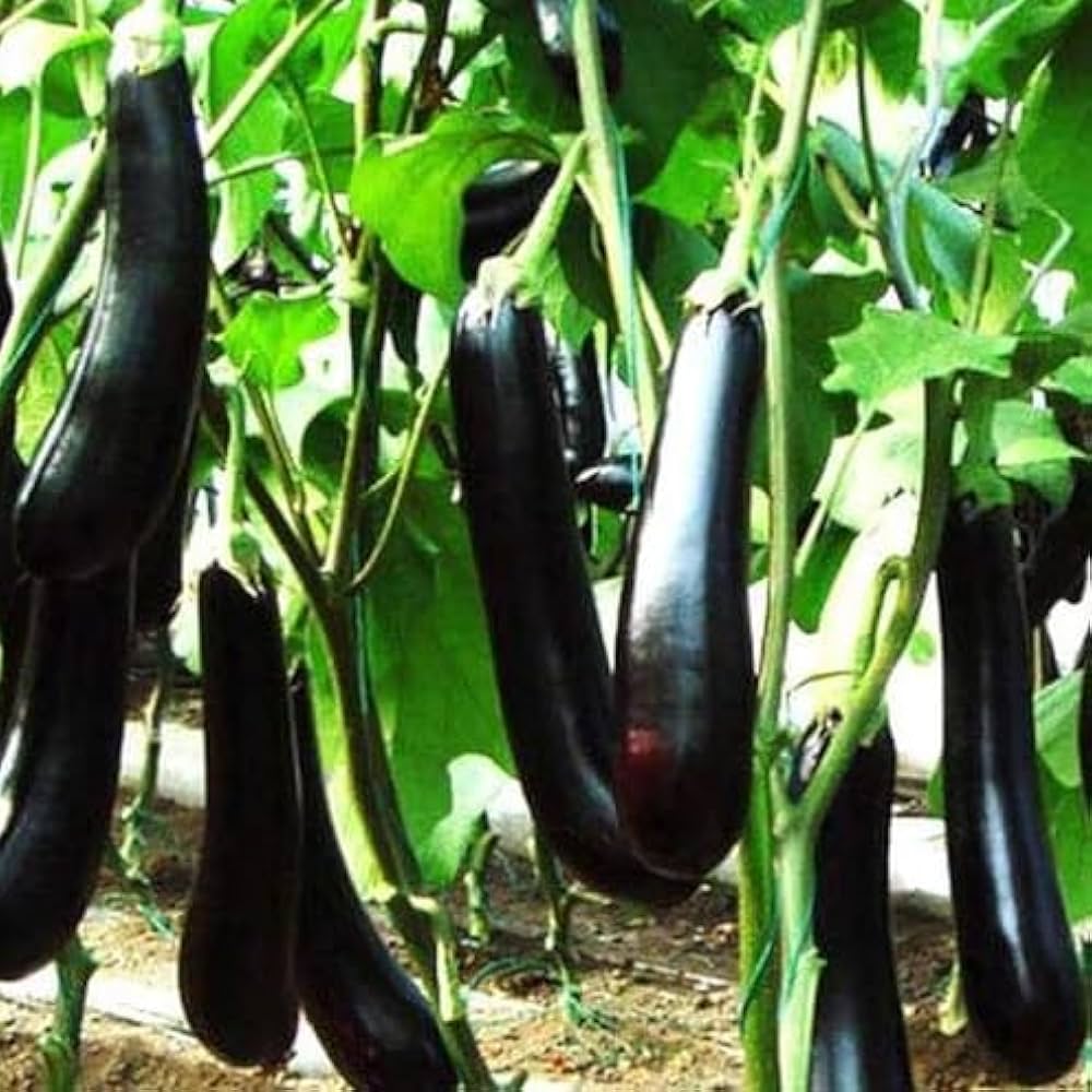 Greek Long Black aubergine seeds for eggplant garden