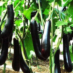 Greek Long Black aubergine seeds for eggplant garden