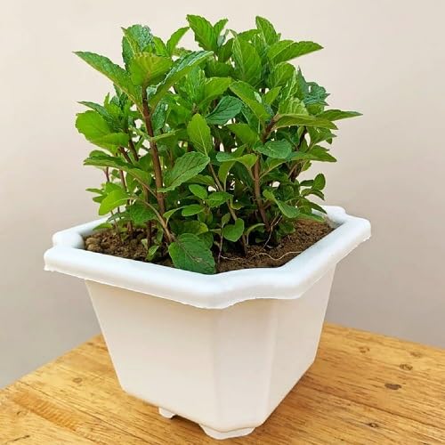 Green Mint - Heirloom, Non - Gmo Seeds