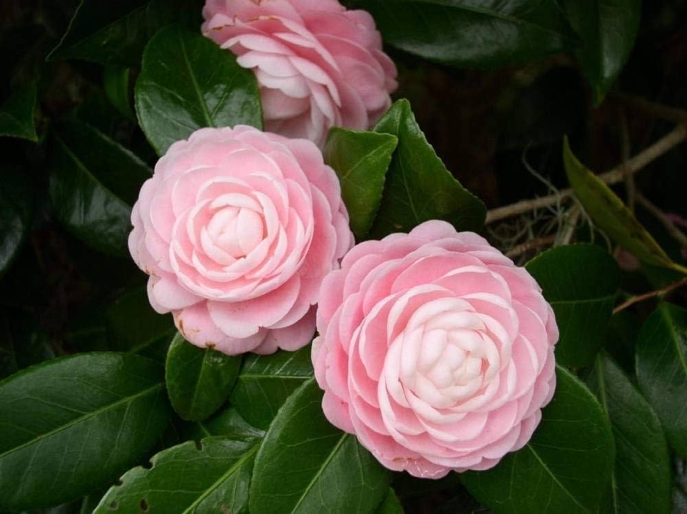 Camellia Japonica Flowering Seeds For Planting, Ornamental garden and shaded landscape planting