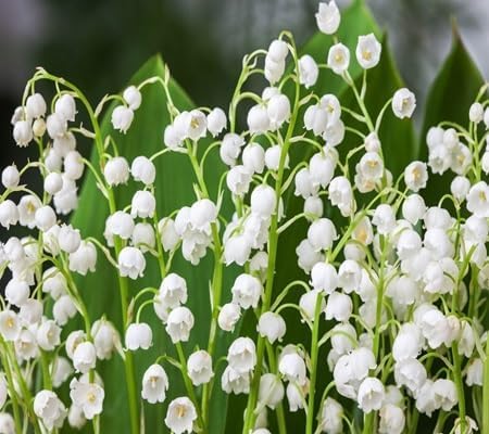 Lily The Valley Flower - Heirloom, Non - Gmo Seeds