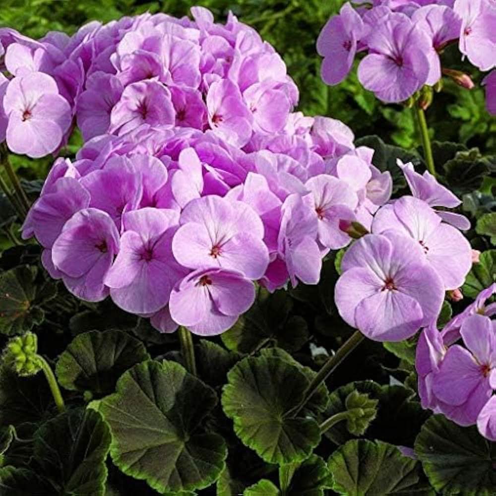 Cranesbill Geranium Univalve Flowering Seeds For Planting in home garden and vertical garden pots