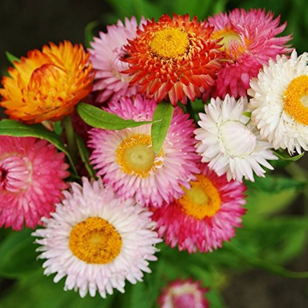 Strawflowers Helichrysum bracteatum Flower Seeds for Planting in Flower Bed