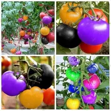 Rainbow tomato Solanum lycopersicum seeds for planting in home garden