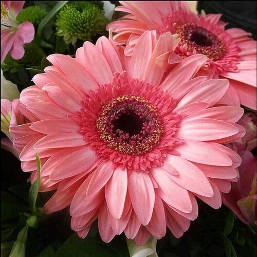 Giant Daisy Flower Pink - Heirloom, Non - Gmo Seeds
