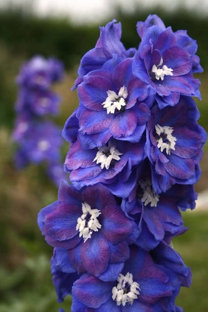 Delphinium Delphinium Elatum Flower Seeds for Planting – Suitable for Backyard Gardening and Cottage Garden Style