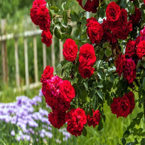 Red Climbing Rose Flower - Heirloom, Non - Gmo Seeds