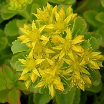 Yellow Stonecrop Flower Seeds for Planting, 100