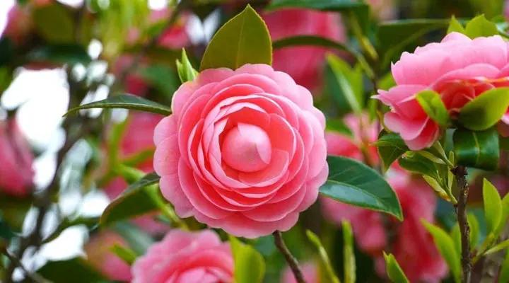 Heirloom Camellia Flower Seeds – Non-GMO Seeds for Planting Beautiful Garden Blooms Dhara Seeds