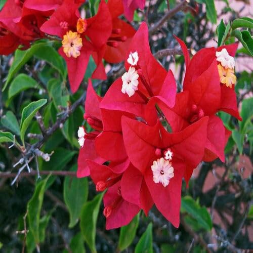 Red Bougainvillea Flower - Heirloom, Non - Gmo Seeds