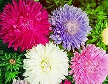 Mix Aster Flower Heirloom Non Gmo Image