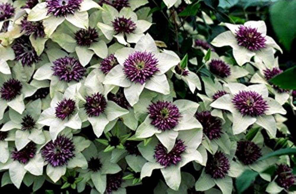 Clematis Florida Flower Seeds for Planting