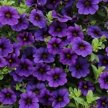 Deep Blue Petunia Flower Heirloom Non Gmo Image