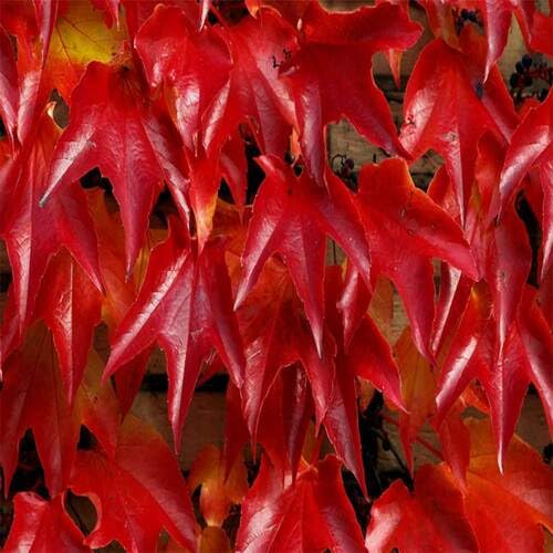 Boston Ivy Red - Heirloom, Non - Gmo Seeds