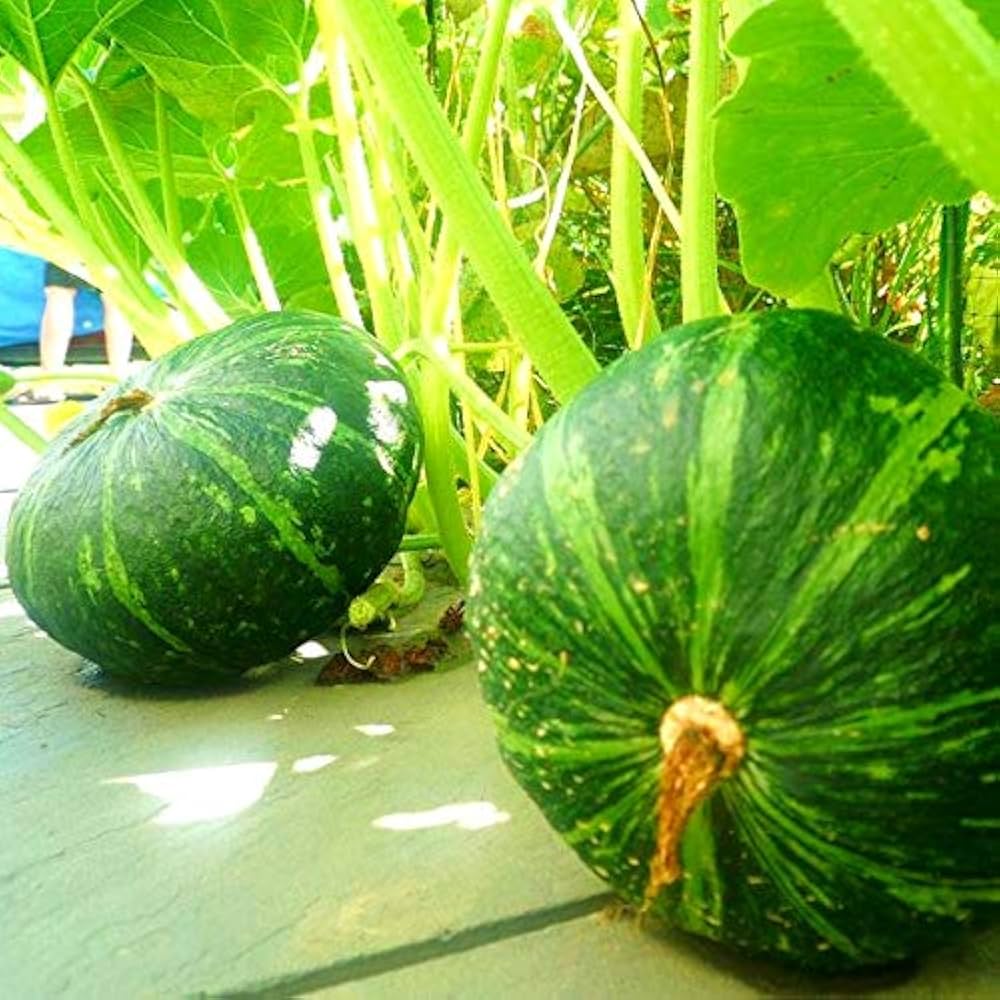 Zucchini Cucurbita Pepo Belogor F1 Vegetable Seeds for Planting – Ideal for Kitchen Garden and Vertical Growing