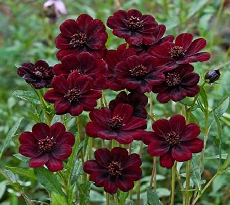 Cosmos Flower - Heirloom, Non - Gmo Seeds