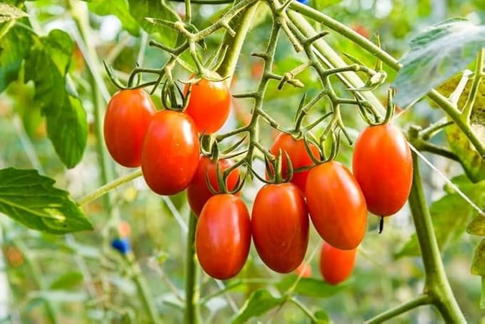 Days Early Maturing Tomato For Sale – Heirloom, Non-GMO, High Germination Organic Garden Seeds