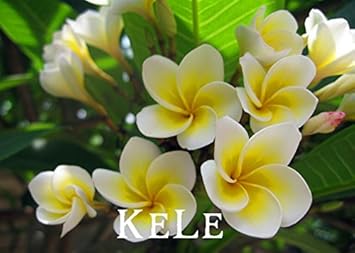 Yellow White Egg Flower - Heirloom, Non - Gmo Seeds