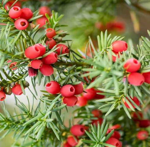 Green Taxus Baccata - Heirloom, Non - Gmo Seeds