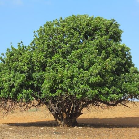 Green Carob Tree - Heirloom, Non - Gmo Seeds